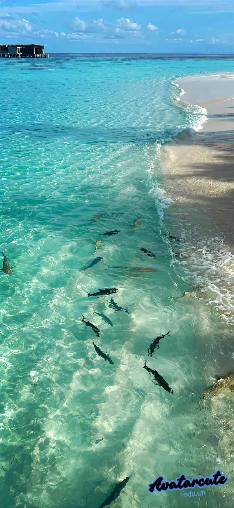 Bộ hình nền đại dương cuốn hút