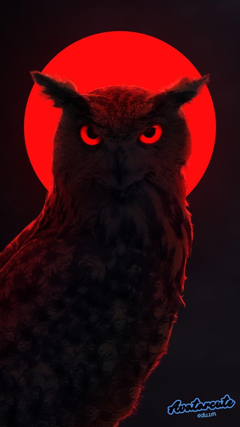 Bộ hình nền đỏ cuốn hút