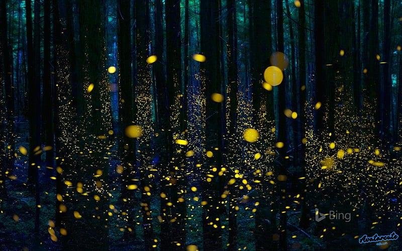 Bộ hình nền đom đóm cuốn hút