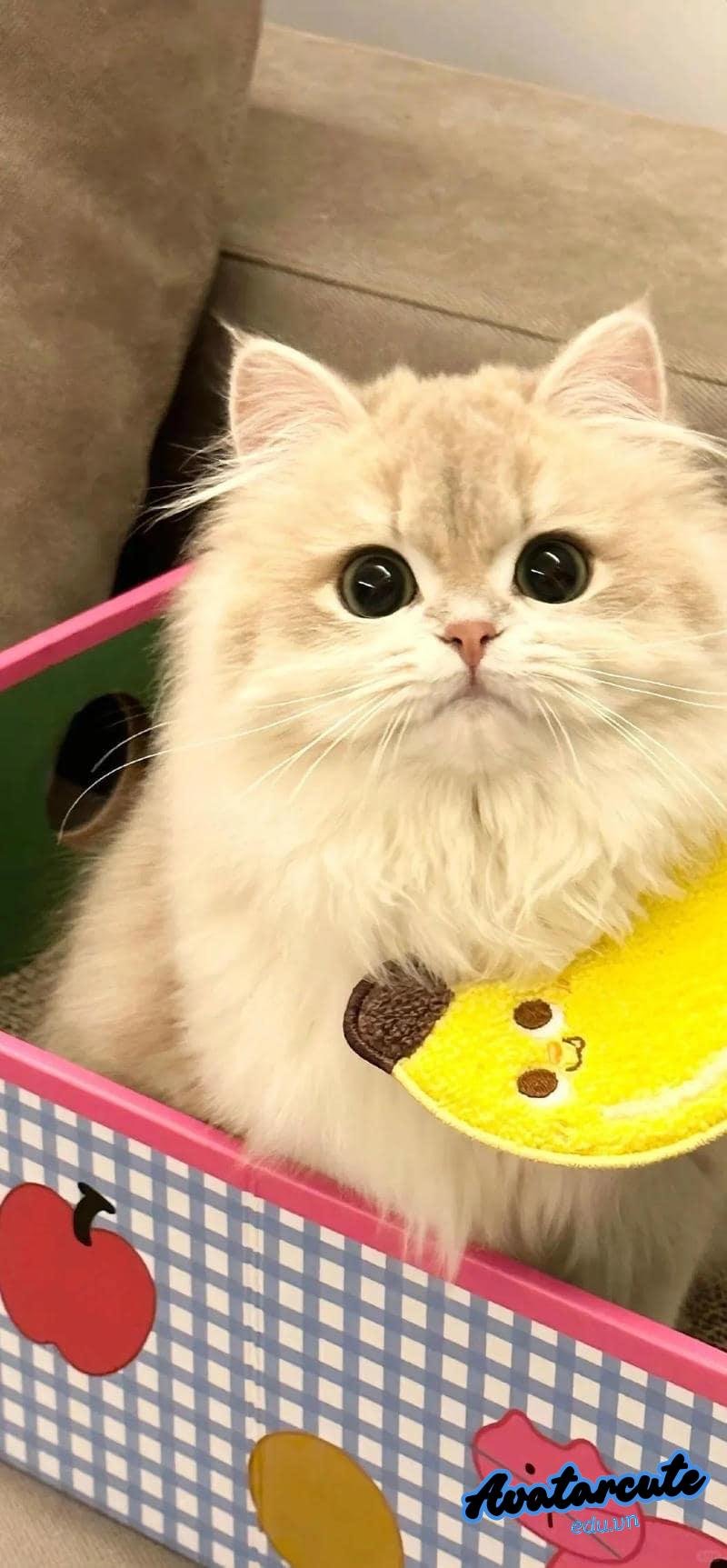 Bộ sưu tập hình nền con vật đẹp nhất