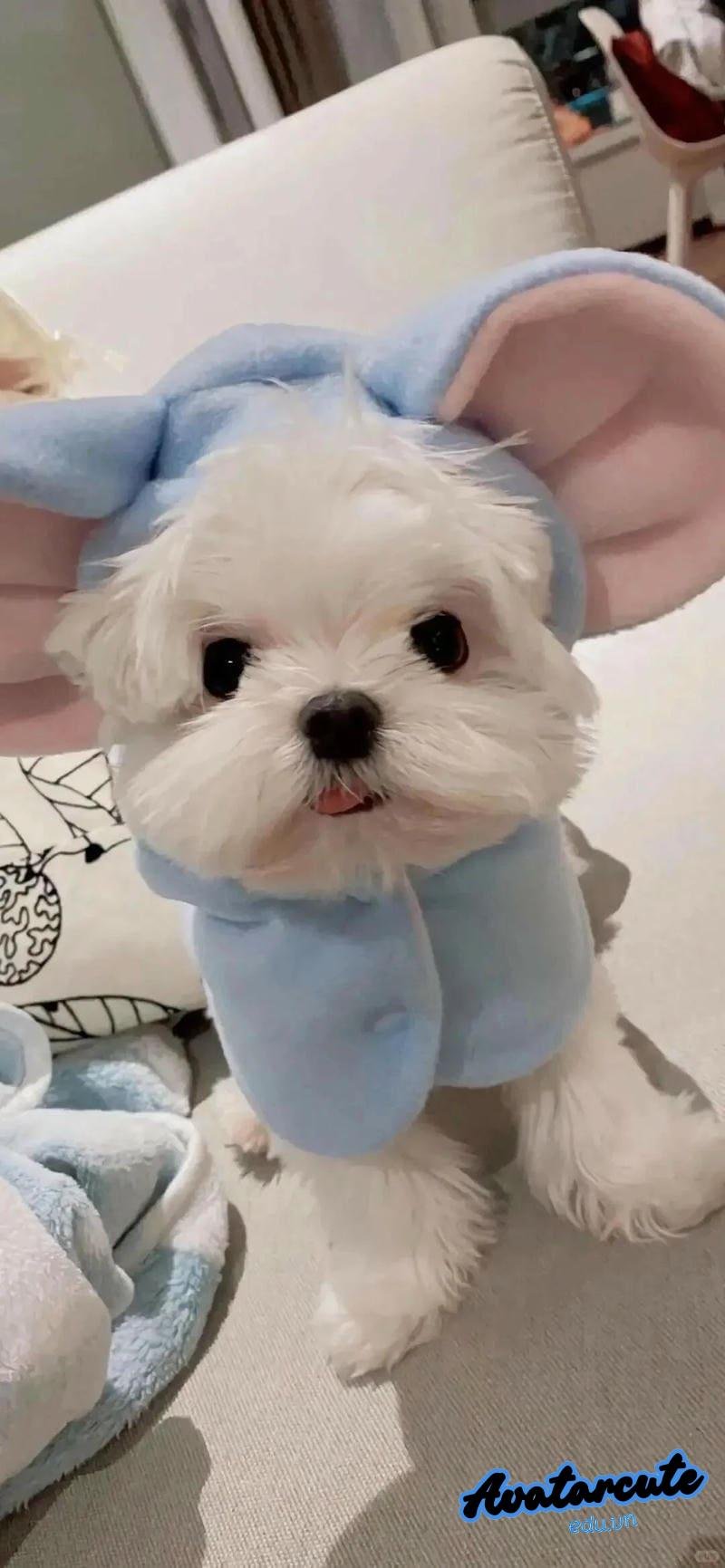 Bộ sưu tập hình nền con vật đẹp