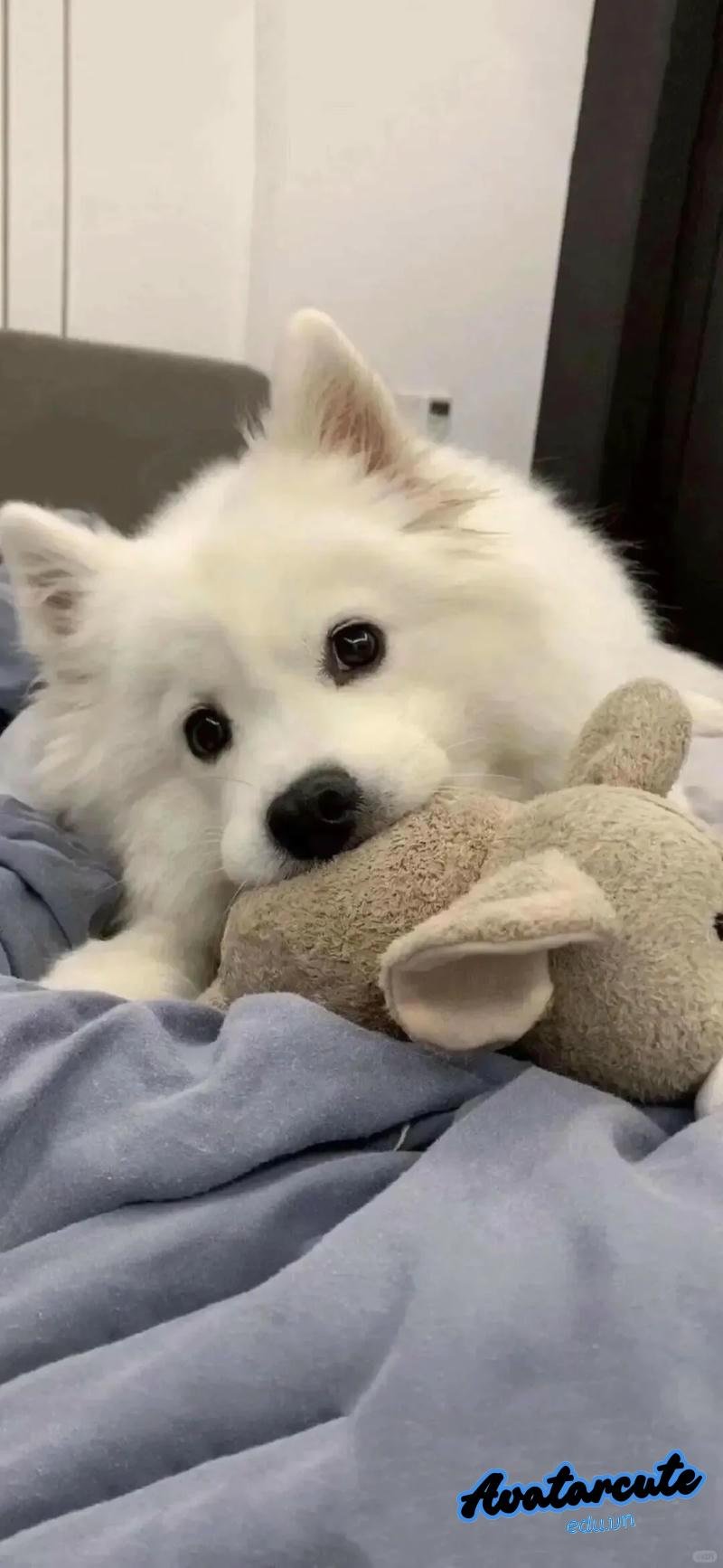 Bộ sưu tập hình nền con vật miễn phí