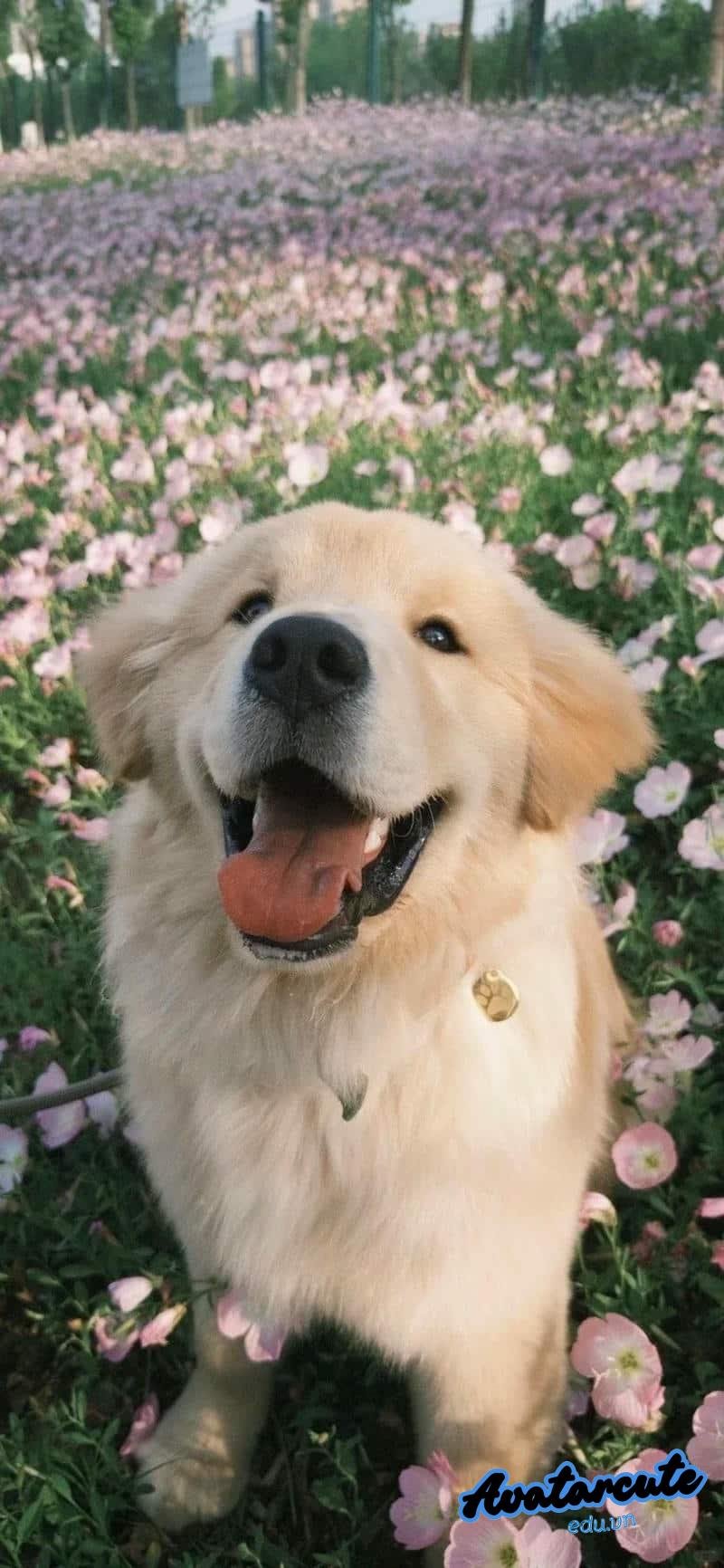 Bộ sưu tập hình nền con vật mới nhất