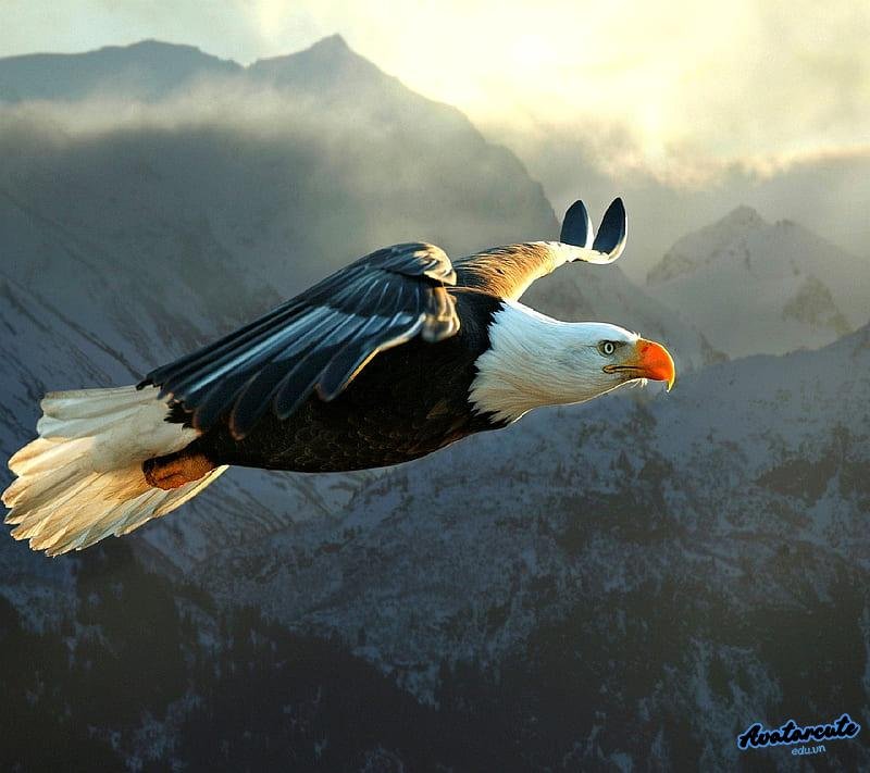 Bộ sưu tập hình nền đại bàng đẹp nhất