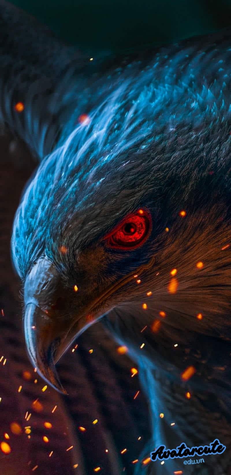 Bộ sưu tập hình nền đại bàng đẹp