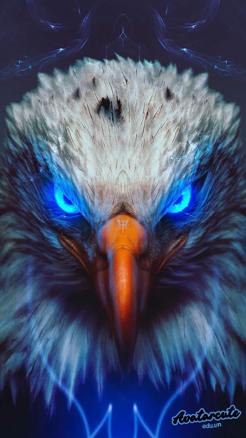 Bộ sưu tập hình nền đại bàng miễn phí