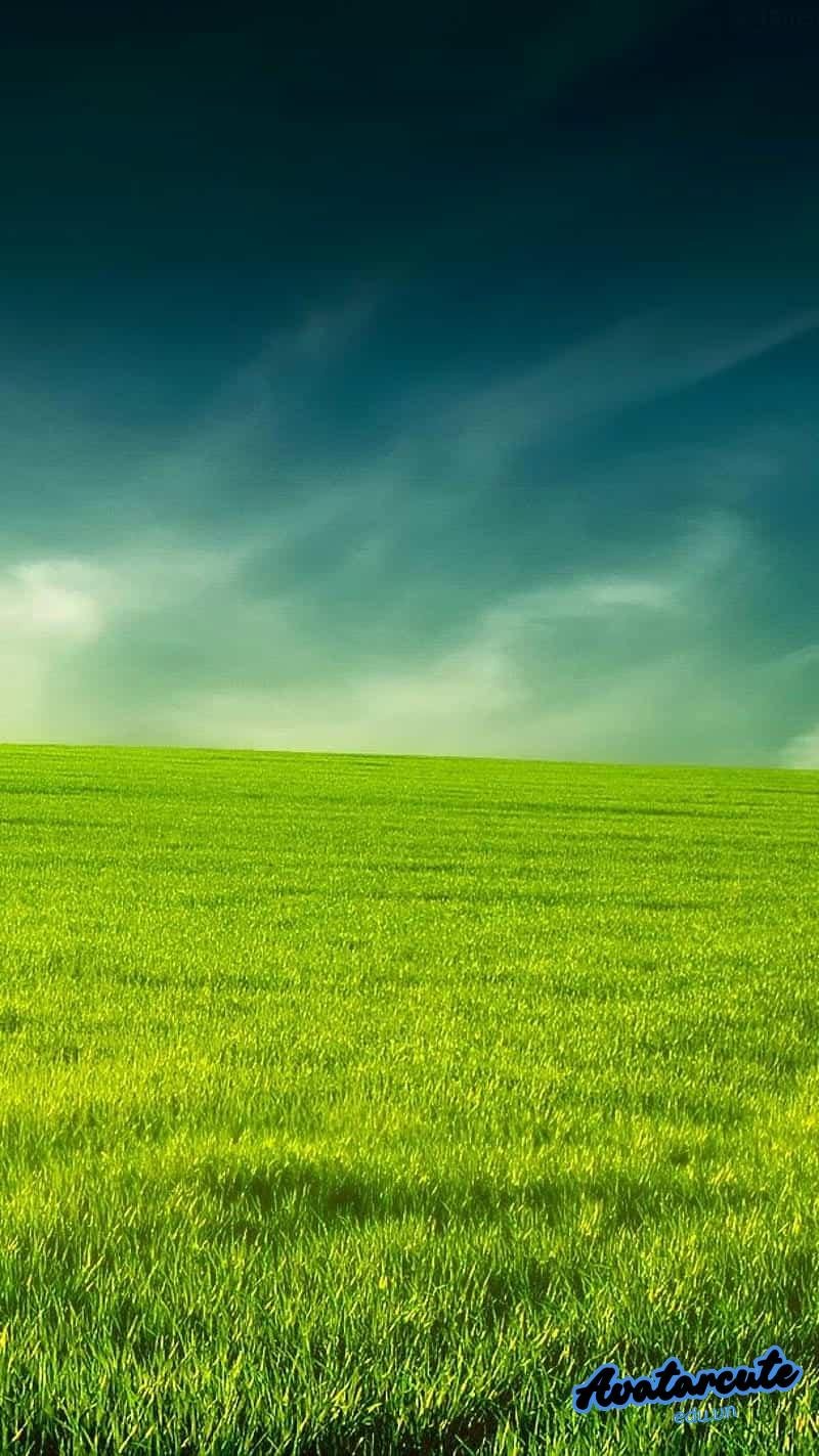 Khám phá hình nền cỏ mới nhất