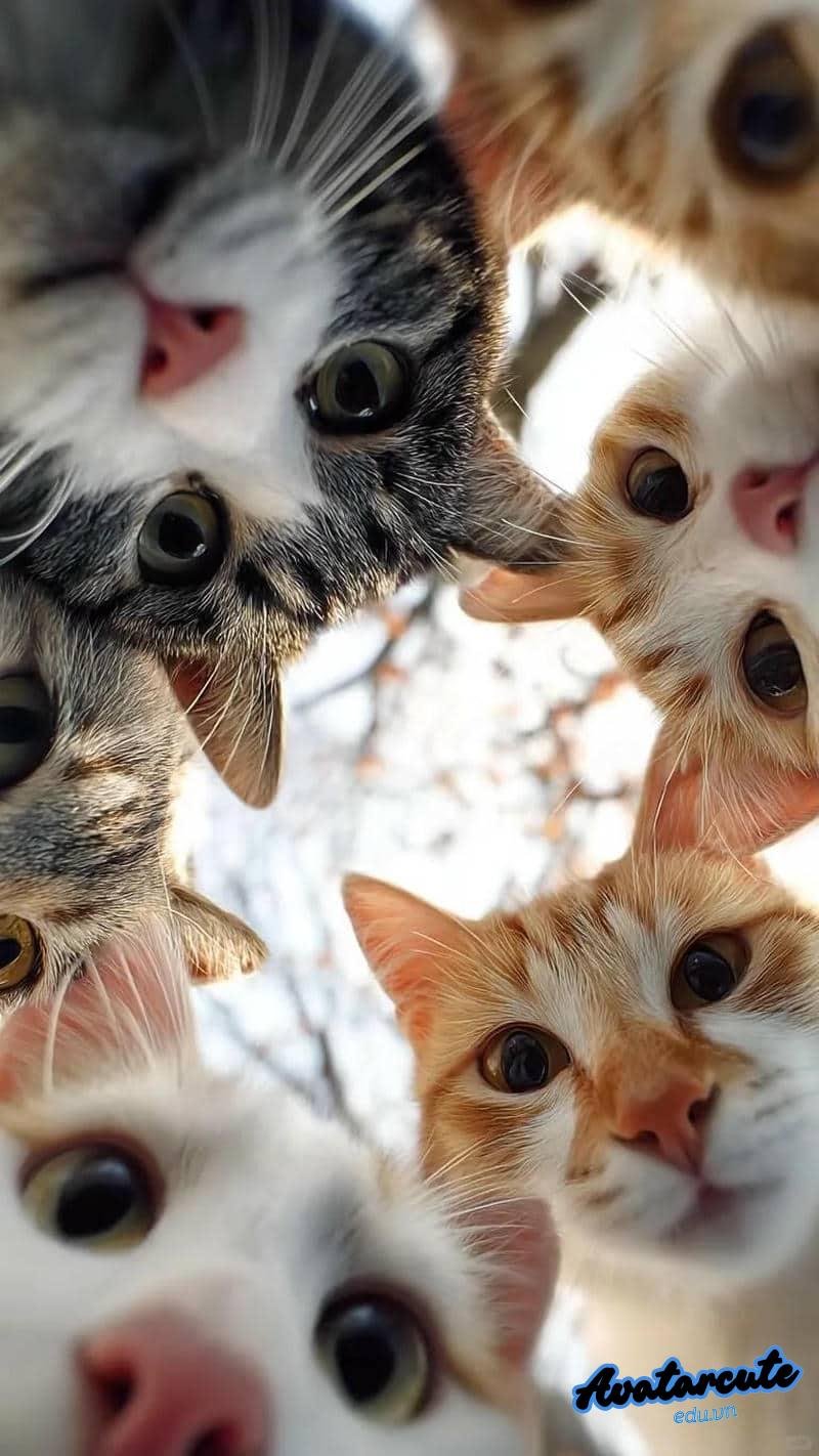 Khám phá hình nền con vật cuốn hút