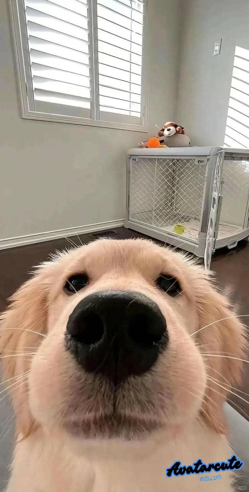 Khám phá hình nền con vật đẹp