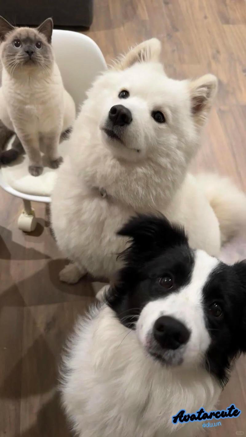 Khám phá hình nền con vật mới nhất