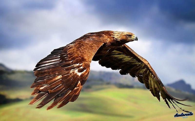 Khám phá hình nền đại bàng đẹp