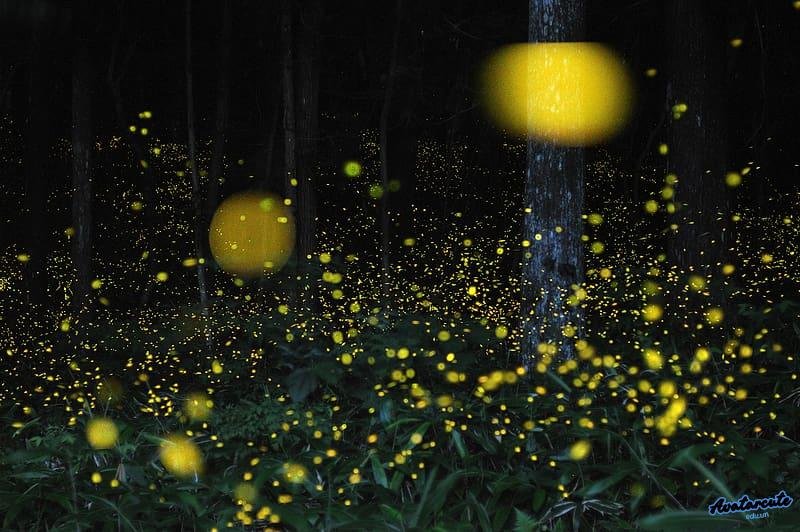 Khám phá hình nền đom đóm mới nhất