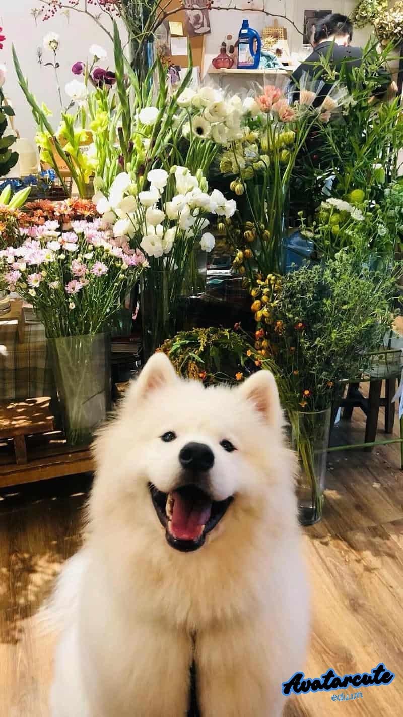 Khám phá kho hình nền con vật mới nhất