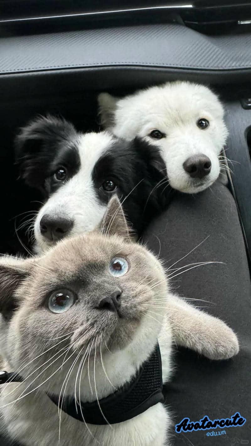 Kho ảnh hình nền con vật miễn phí