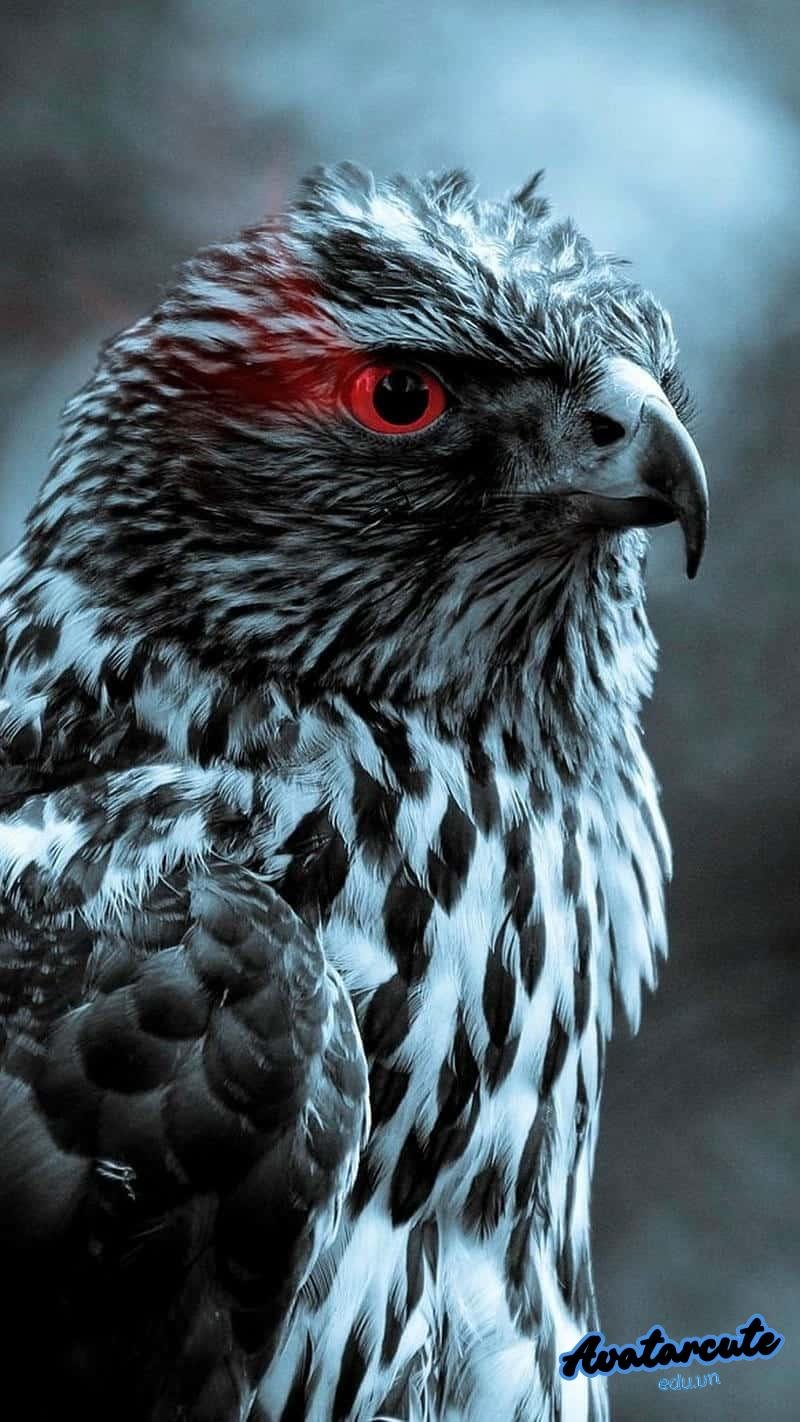 Kho ảnh hình nền đại bàng miễn phí