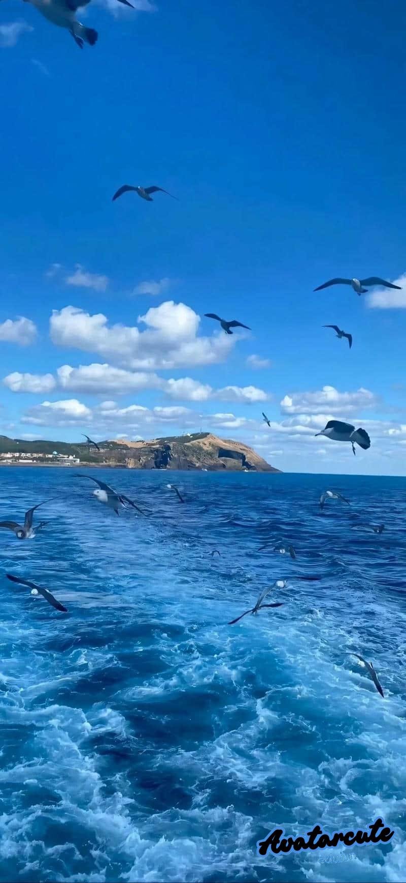 Kho ảnh hình nền đại dương miễn phí