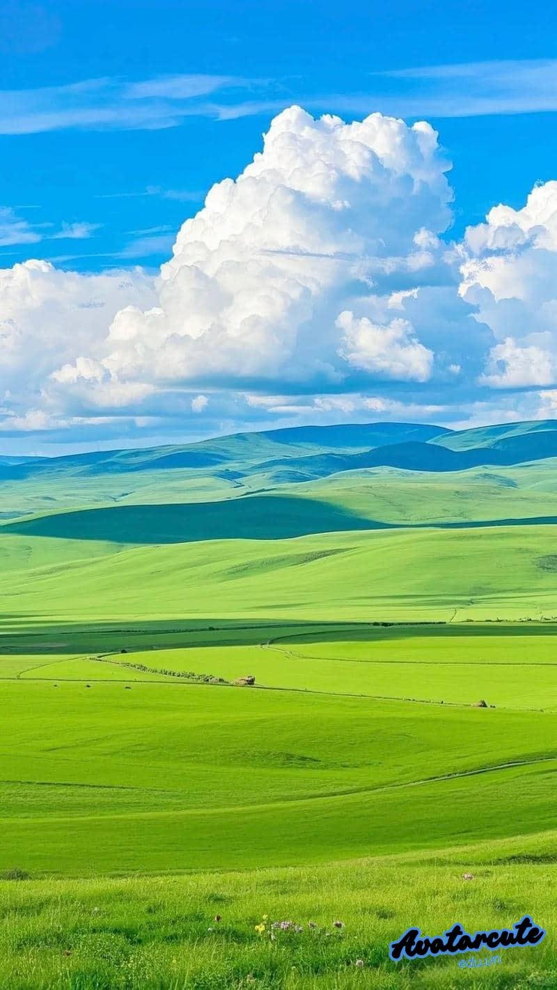 Loạt hình nền cỏ chất lượng