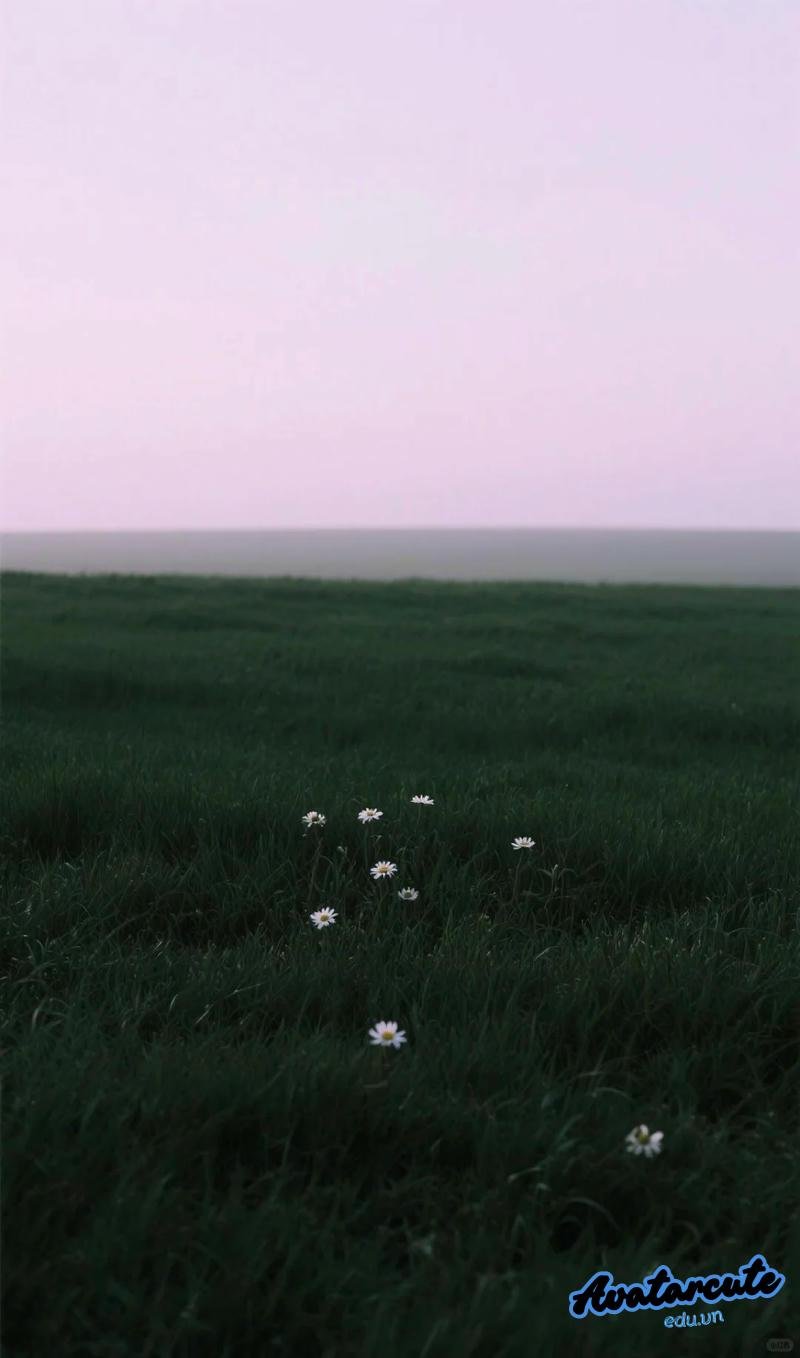 Loạt hình nền cỏ cuốn hút