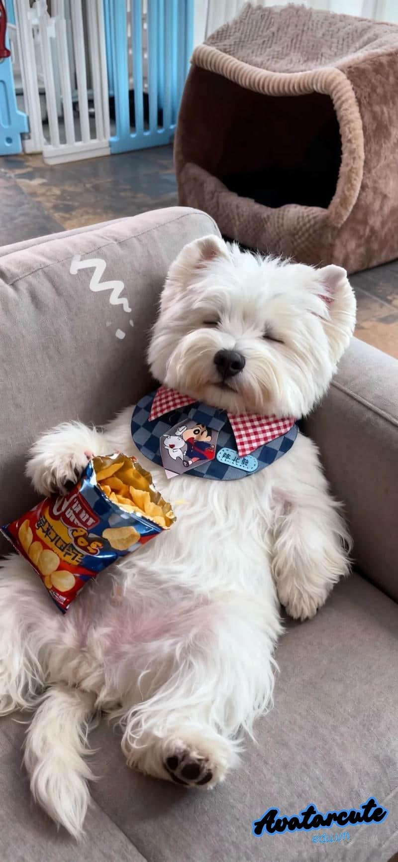 Loạt hình nền con vật chất lượng