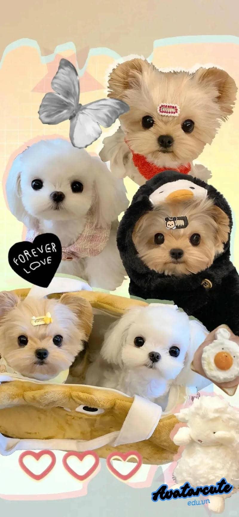 Loạt hình nền con vật độc quyền