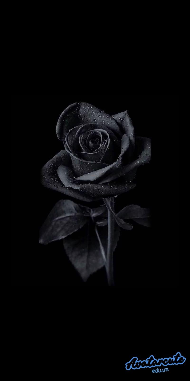 Loạt hình nền đen chất lượng