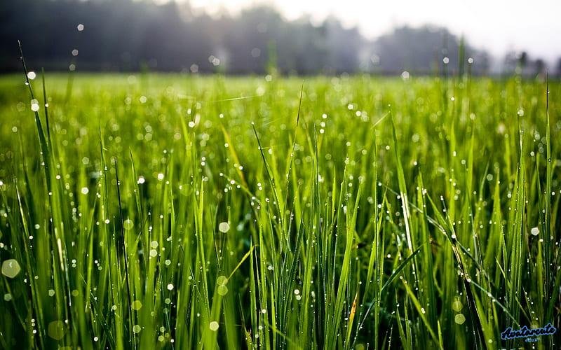 Ngắm bộ hình nền cỏ chất lượng cao