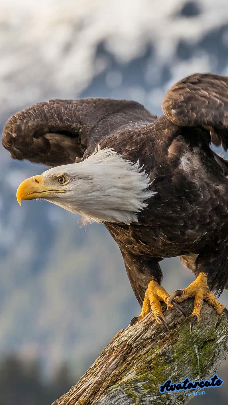 Ngắm bộ hình nền đại bàng chất lượng cao