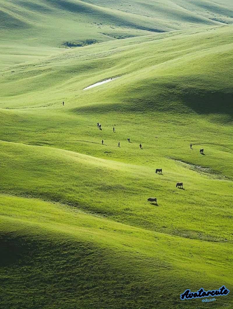 Ngắm hình nền cỏ thu hút