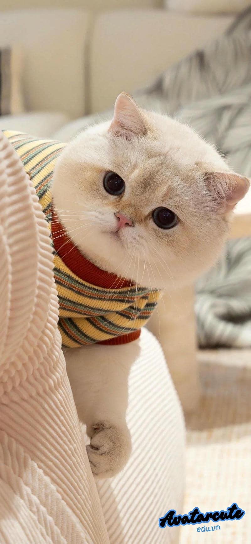 Ngắm hình nền con vật miễn phí