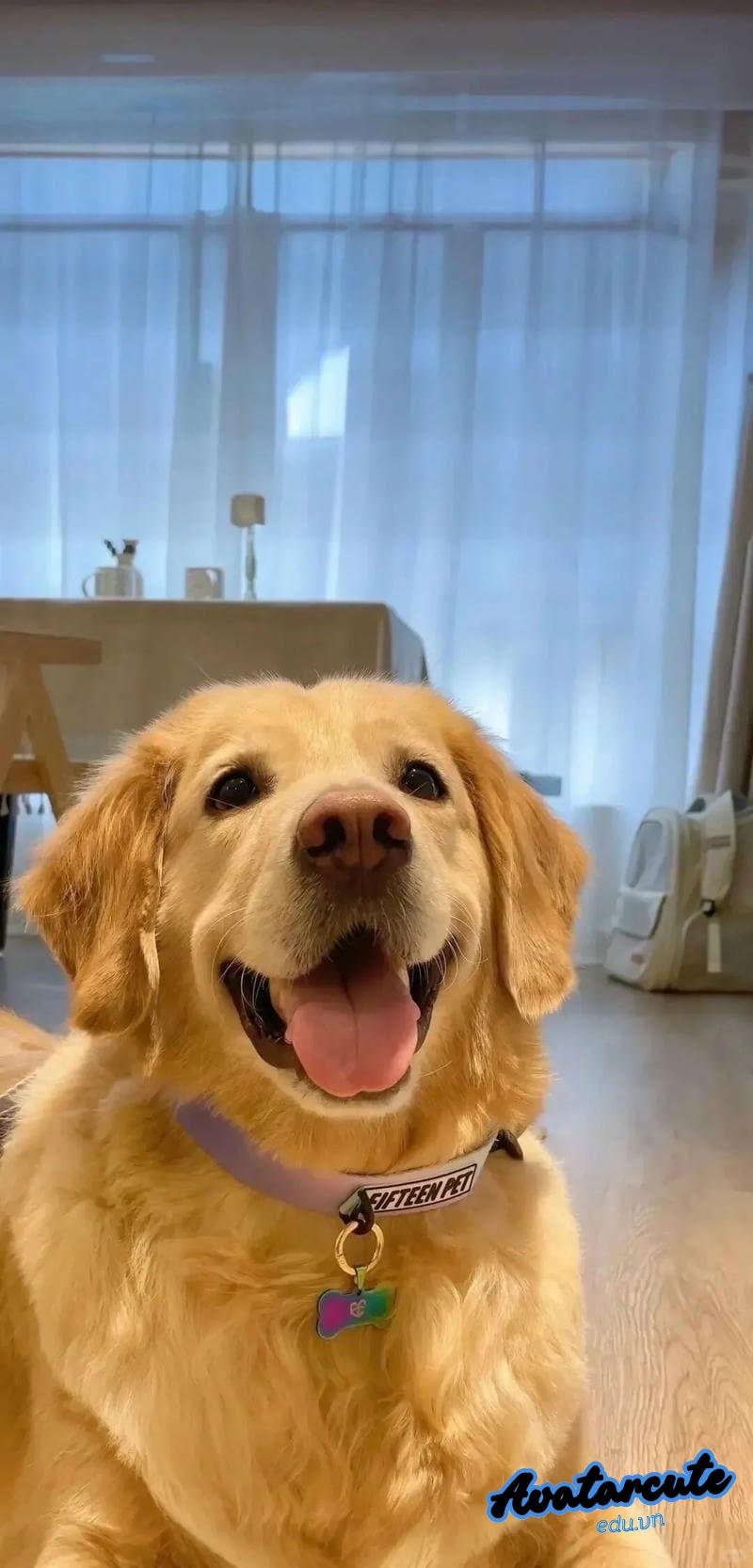 Ngắm hình nền con vật mới nhất