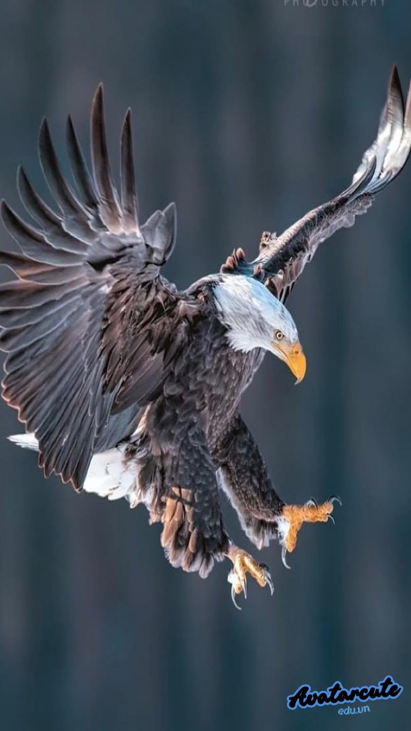 Ngắm hình nền đại bàng miễn phí