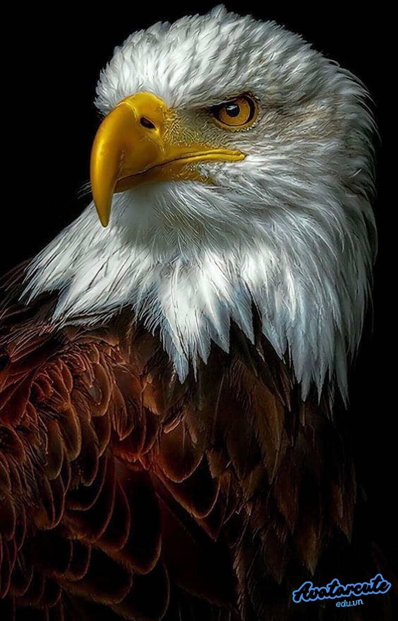 Ngắm hình nền đại bàng mới nhất