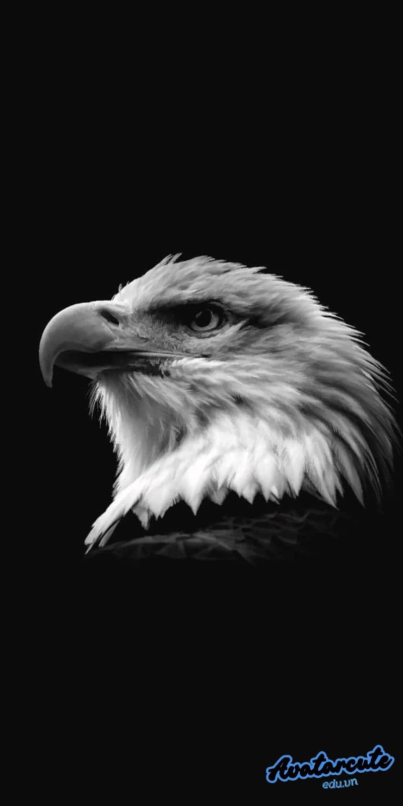 Ngắm hình nền đại bàng thu hút
