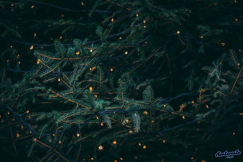 Ngắm hình nền đom đóm thu hút