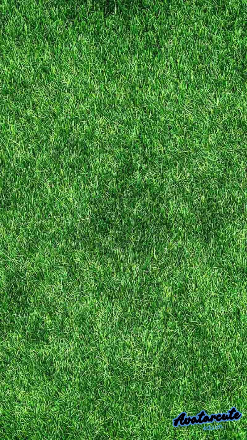 Tải ảnh hình nền cỏ độc quyền