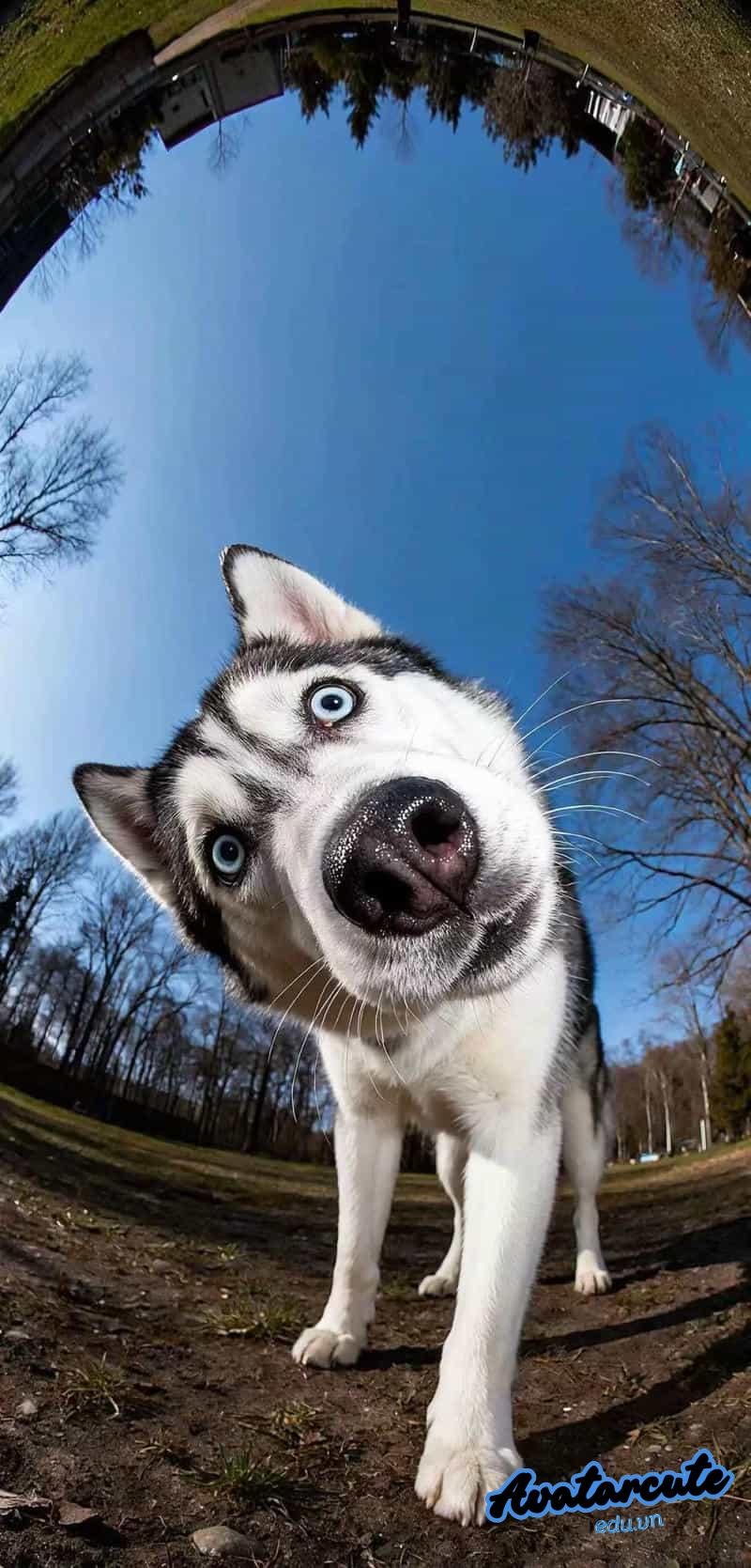 Tải ảnh hình nền con vật độc quyền