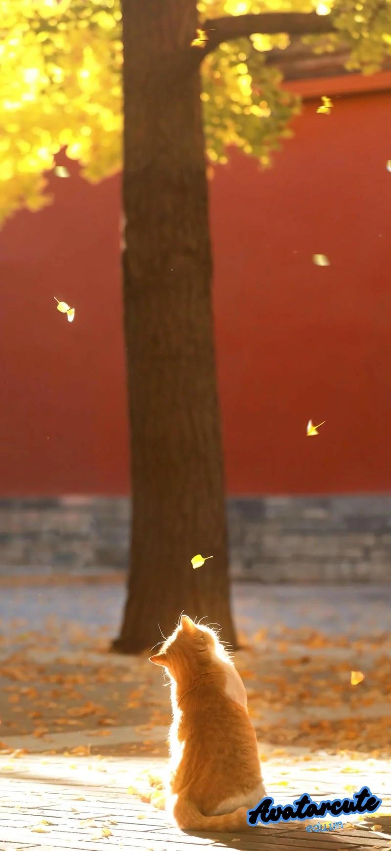 Tải bộ hình nền con vật mới nhất