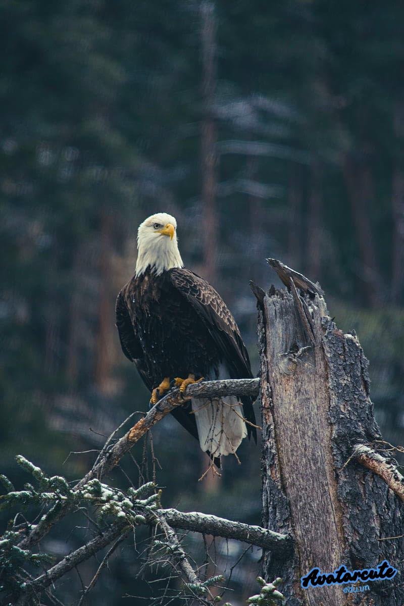 Tải bộ hình nền đại bàng mới nhất