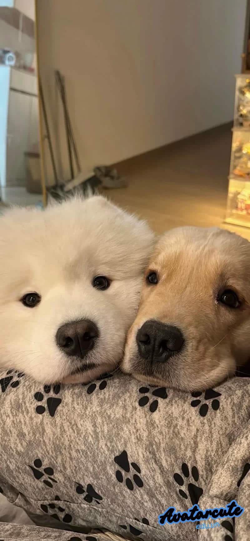 Tải hình nền con vật mới nhất