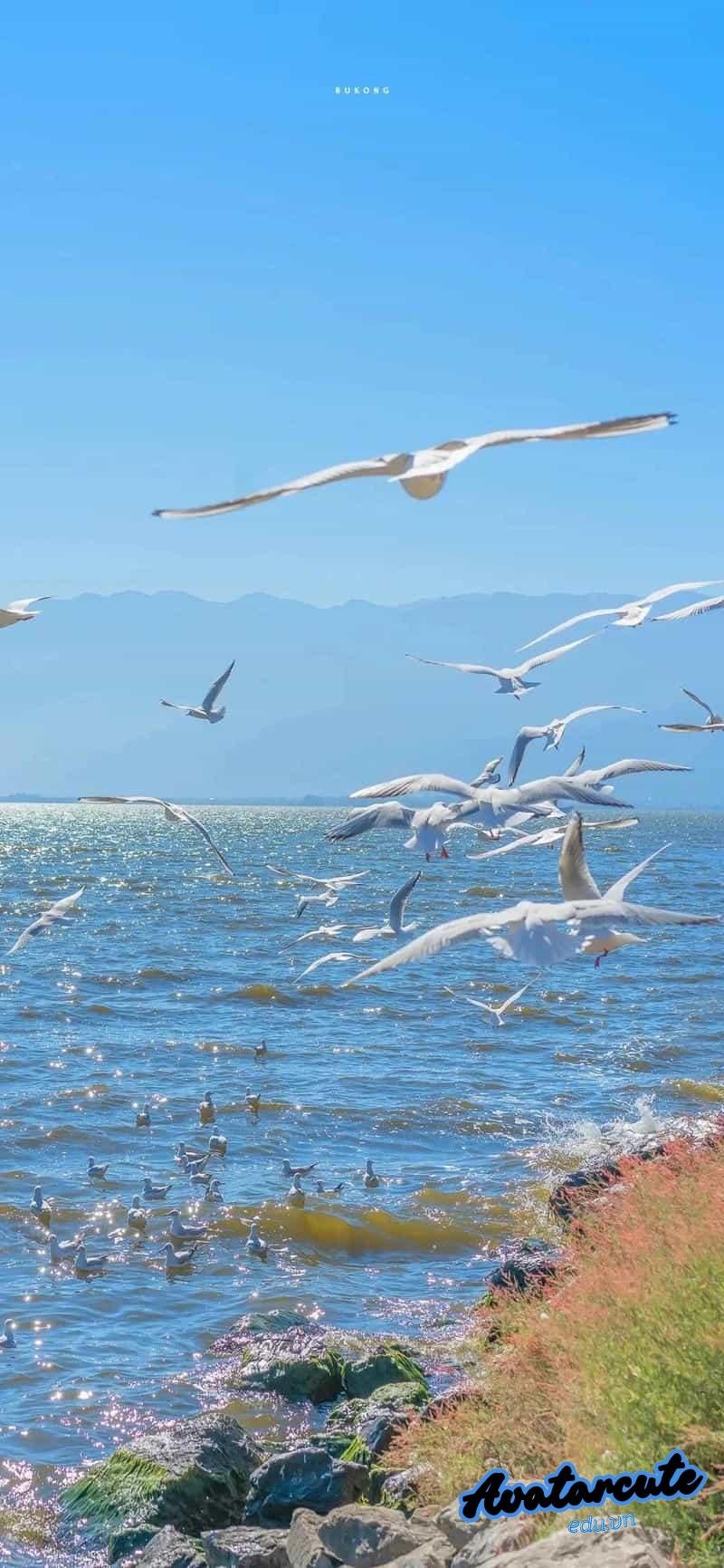 Tải hình nền đại dương mới nhất