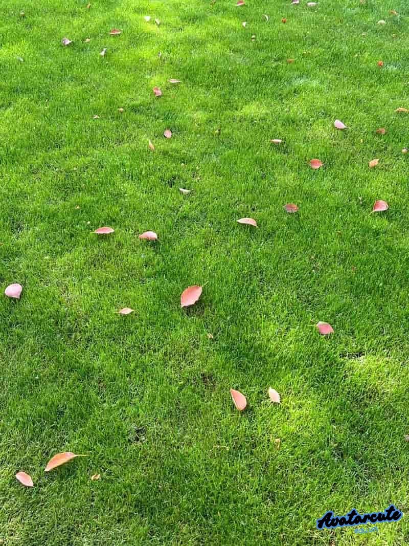 Tải về hình nền cỏ miễn phí