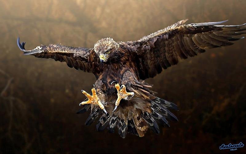 Tải về hình nền đại bàng chất lượng cao