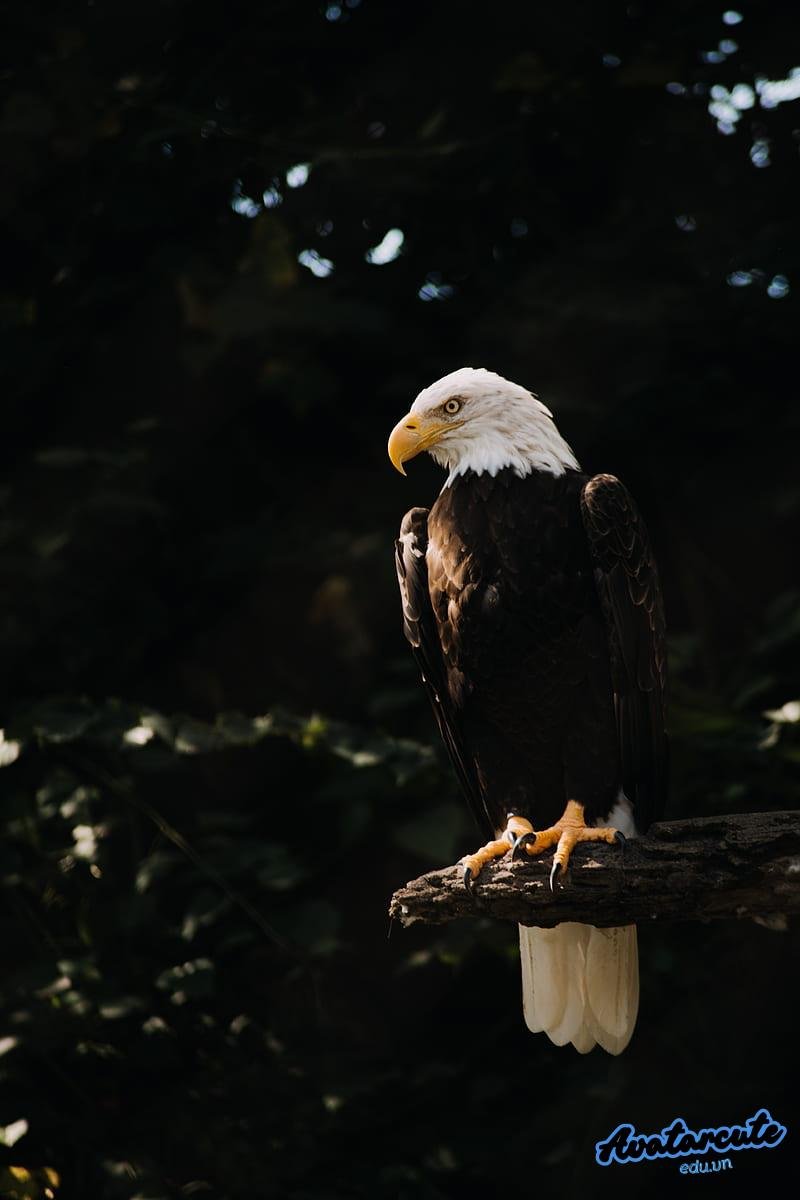 Tải về hình nền đại bàng miễn phí