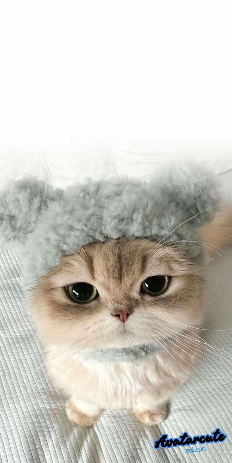 Tổng hợp hình nền con vật chất lượng