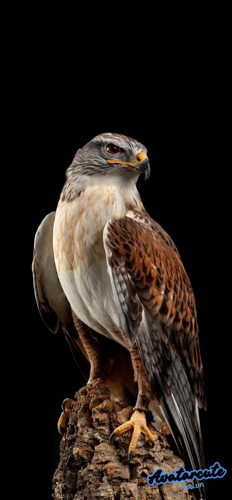 Tổng hợp hình nền đại bàng chất lượng