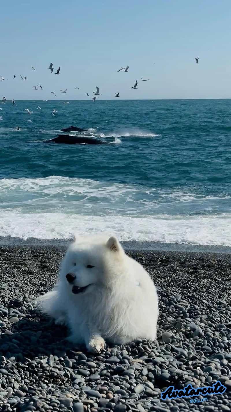 Tuyển chọn hình nền con vật thu hút