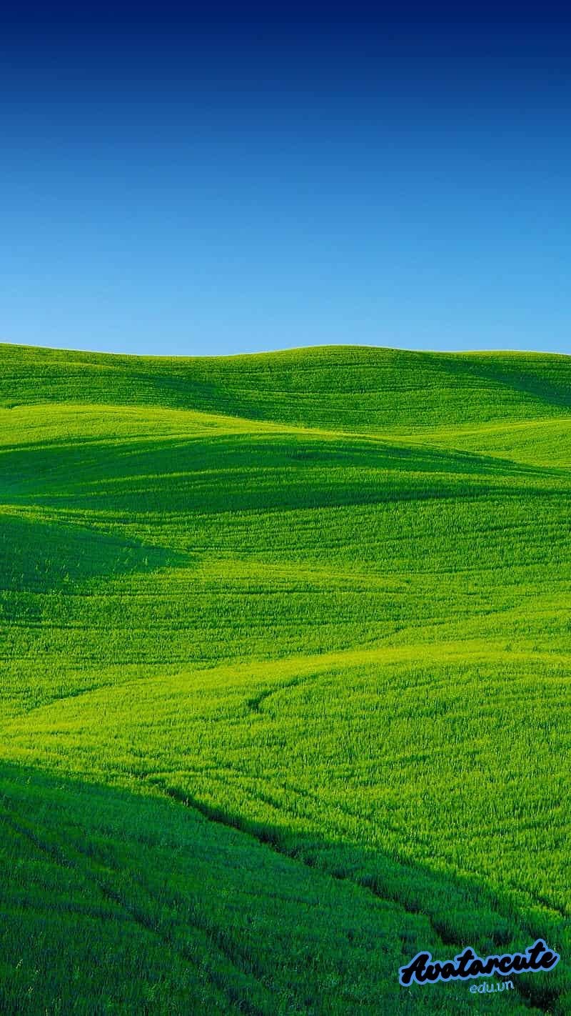 Tuyển tập bộ hình nền cỏ miễn phí