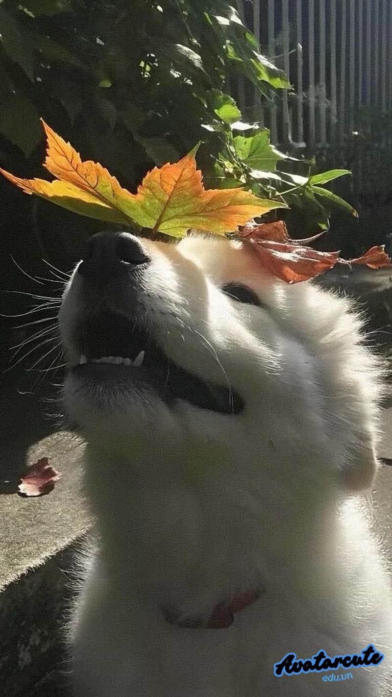 Tuyển tập bộ hình nền con vật miễn phí