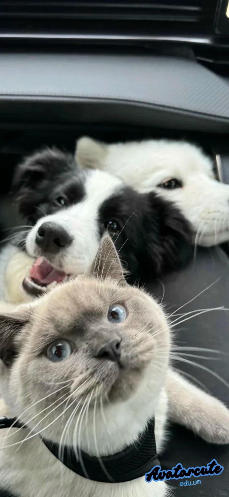 Xem bộ hình nền con vật miễn phí