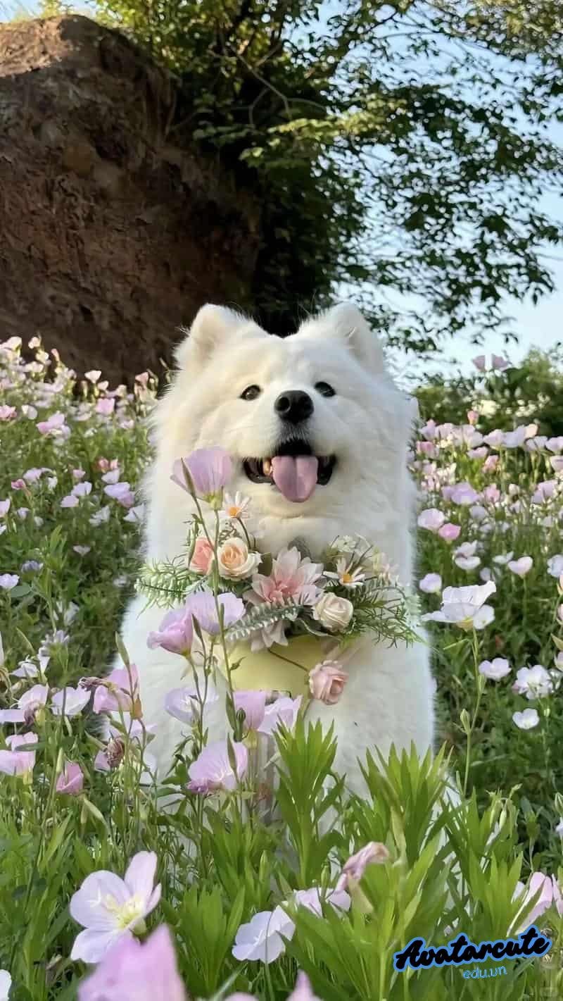 Xem hình nền con vật chất lượng cao